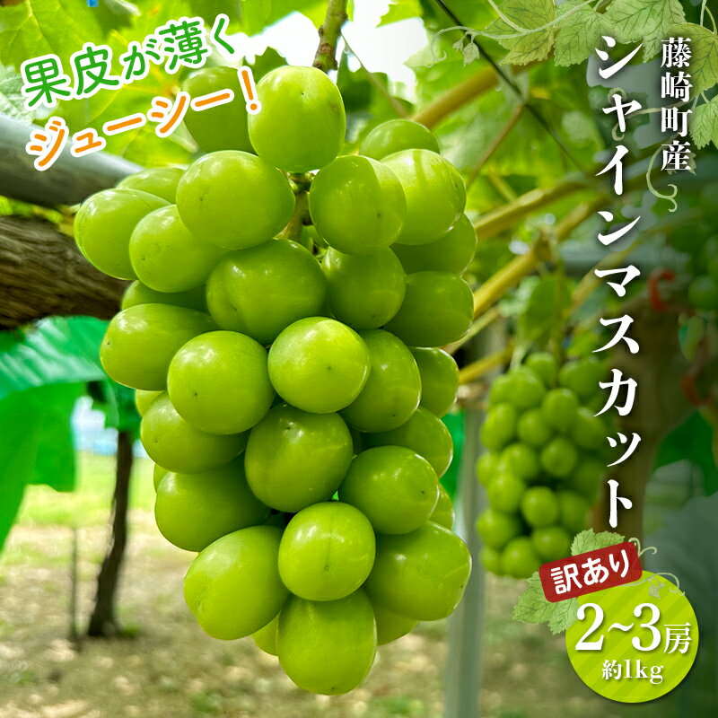 【ふるさと納税】＼先行予約／ ≪訳あり≫ シャインマスカット 2～3房 約1kg 《木村隆志 作》 藤崎町産 ぶどう 葡萄 フルーツ 厳選 大粒 高糖度 国産 産地直送 数量限定 F41-0155｜価格・送料・ポイント還元まとめ