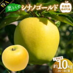 【ふるさと納税】【先行予約】シナノゴールド　特Aご家庭用　約10kg(24～40個)【グランドアップル】 青森りんご 林檎 リンゴ 葉取らずりんご 発祥の地 果物 フルーツ 青森県産 藤崎町 おすすめ F41-0180｜価格・送料・ポイント還元まとめ