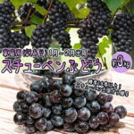【ふるさと納税】【ファンからのリクエストにより掲載再開】1～2月 津軽ぶどう村 秀品 スチューベン ぶどう 約 3kg 訳あり 家庭用 【 青森ぶどう 青森県鶴田町産 11月 12月 果物 フルーツ ポリフェノール 甘い 高糖度 美味しい 　お届け：2027年1月12日～2027年2月28日｜価格・送料・ポイント還元まとめ｜レビュー2件