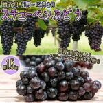 【ふるさと納税】11～12月 津軽ぶどう村 特秀 スチューベン ぶどう 約 1.5kg 糖度18度以上【 青森ぶどう 青森県鶴田町産 11月 12月 果物 フルーツ 高糖度 ギフト 贈答用 ポリフェノール 】 　お届け：2026年11月1日～2026年12月26日｜価格・送料・ポイント還元まとめ｜レビュー3件
