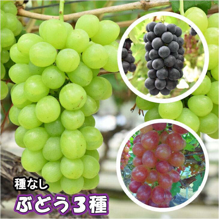 【ふるさと納税】＜予約受付！＞種なしぶどう おまかせミックス 《3品種詰合せ》（約3〜5房） 川源ぶどう園 完熟ぶどう 黒ぶどう 白ぶどう 赤ぶどう 花巻市 大迫町｜価格・送料・ポイント還元まとめ｜レビュー3件