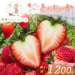 【ふるさと納税】2027年先行予約 いちご とちあいか 訳あり 選べる 容量 (600g/1050g/1200g) ｜ 苺 イチゴ ストロベリー フルーツ 人気 旬 産地直送 果物 高糖度 完熟 スイーツ お取り寄せ 栃木県 真岡市 送料無料｜価格・送料・ポイント還元まとめ｜レビュー20件
