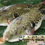 【ふるさと納税】【9月30日受付終了】国産とらふぐ1匹（てっちり鍋4人前） 魚貝類 フグ｜価格・送料・ポイント還元まとめ