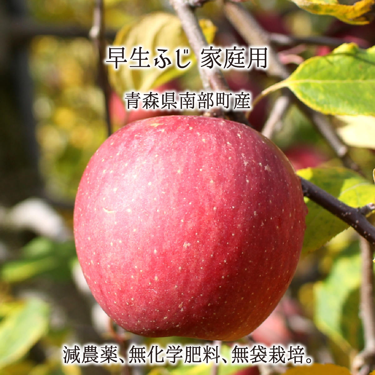 早生ふじ 訳あり 5kg 10kg 15kg 減農薬 無化学肥料 青森県南部町産 りんご 家庭用 10月中旬〜11月中旬 送料無料｜価格・送料・ポイント還元まとめ｜レビュー23件